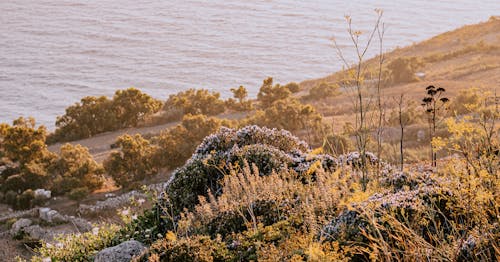 Fotos de stock gratuitas de a orillas del lago, colina, flores