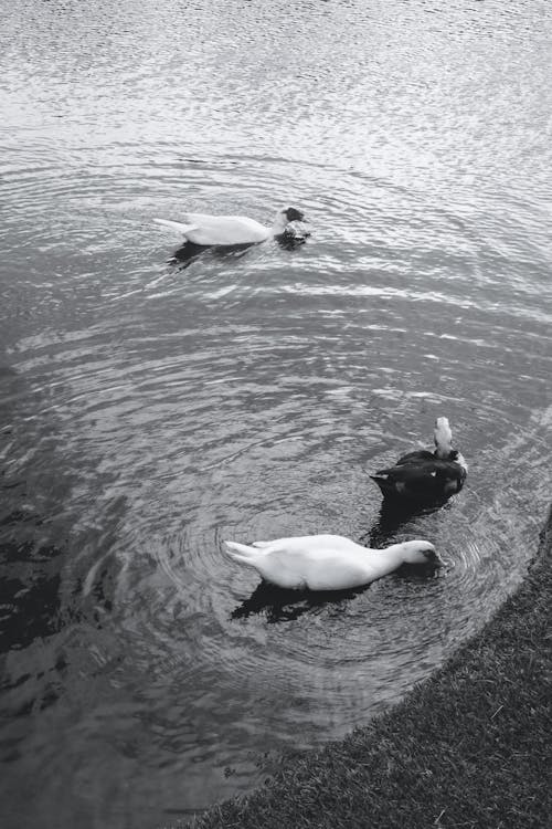 Ducks in Water in Black and White