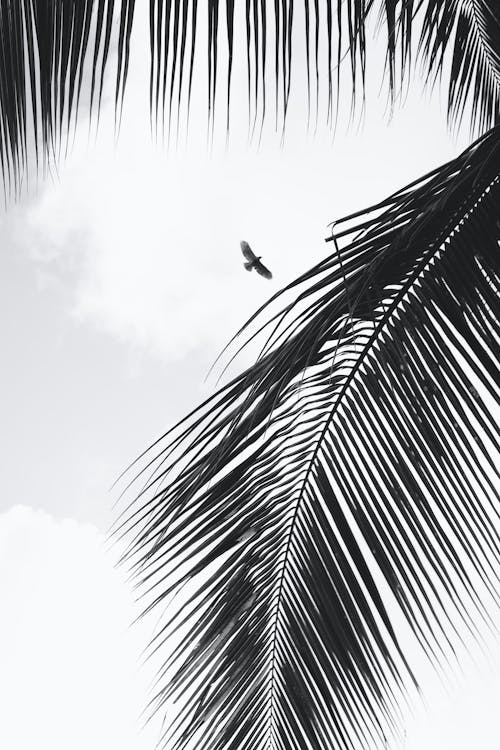 Black and white photograph of a bird flying through the palm tree
