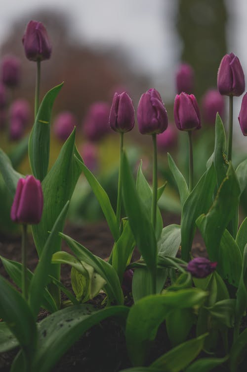 Darmowe zdjęcie z galerii z fioletowe tulipany, fioletowy, kwiaty