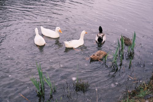 Darmowe zdjęcie z galerii z jezioro, kaczki, natura