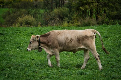 動物攝影, 吃草, 牛 的 免費圖庫相片