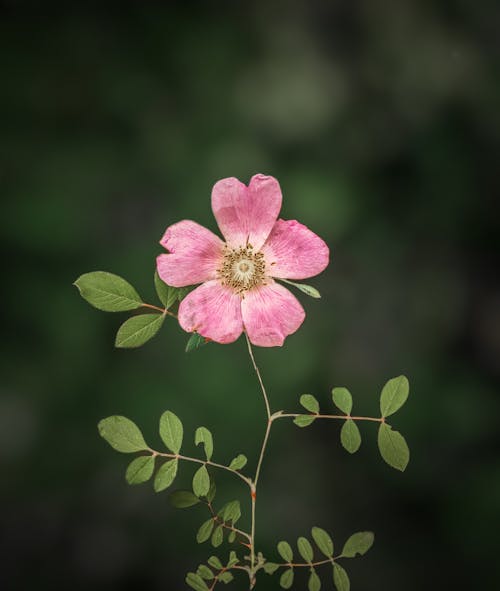 Pink Prickly Rose Flower
