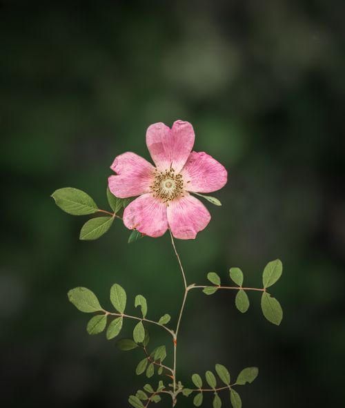 Free A delicate pink prickly rose captured against a green natural background, showcasing its beauty. Stock Photo