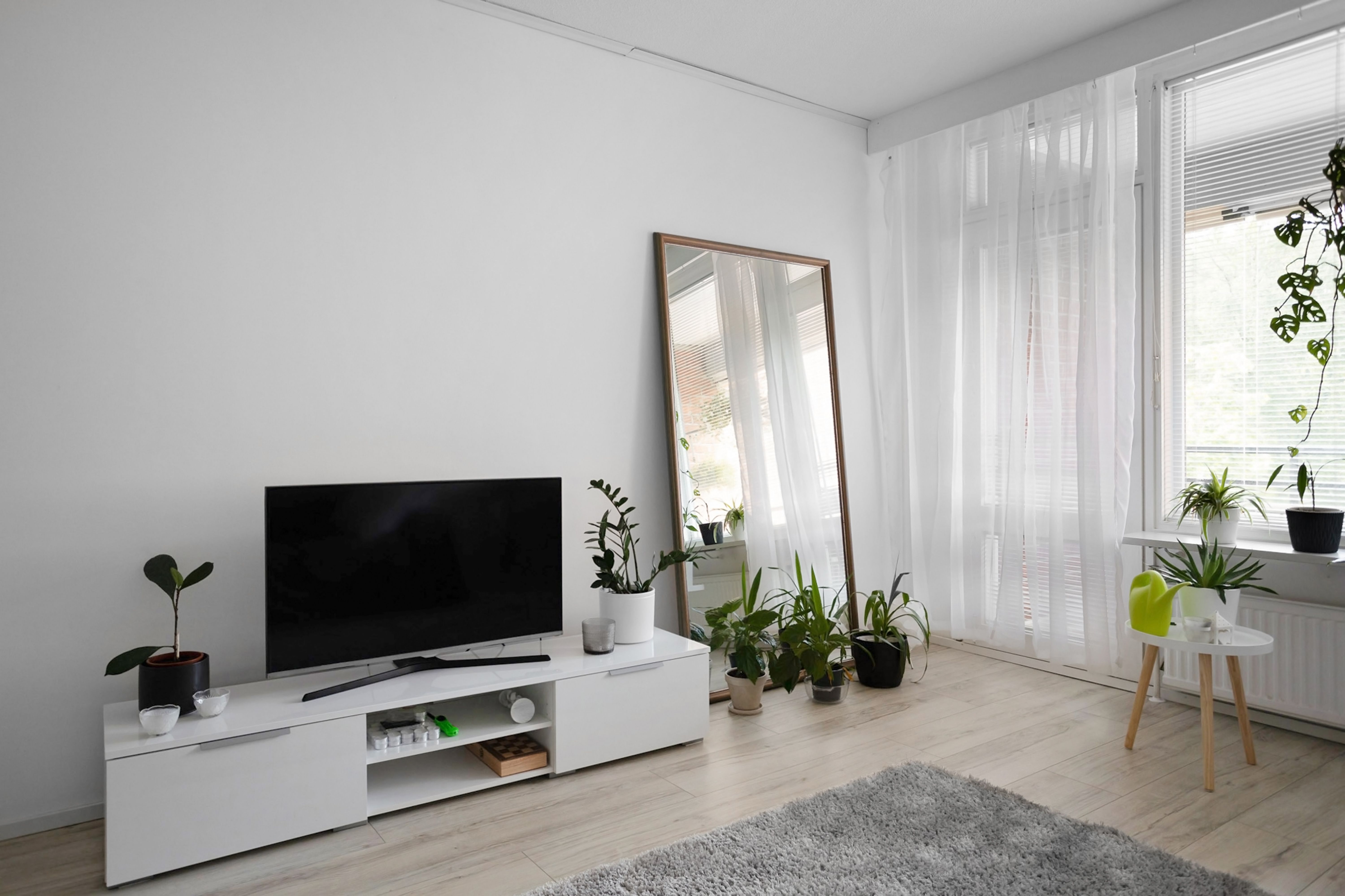 Sansevieria 60 cm im Topf — Empfehlung für Sansevieria in der Ecke