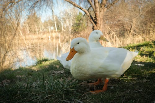 White Ducks on Lakeshore