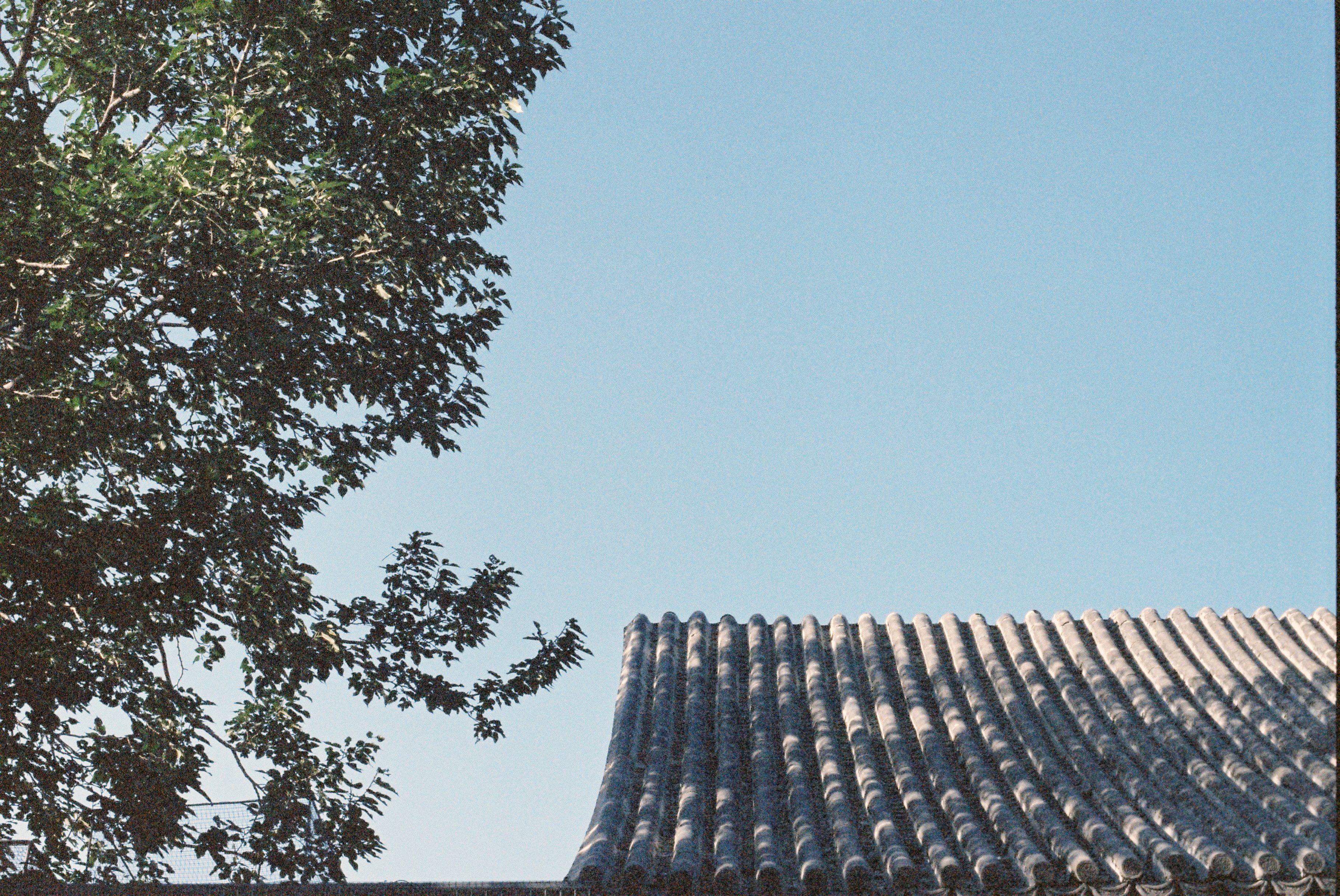Roof of a Building with a Tree · Free Stock Photo