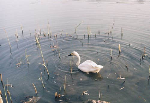 White Swan Swimming in Water