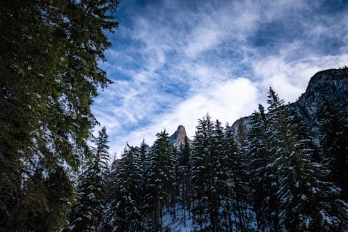 Trees in a Forest During Winter