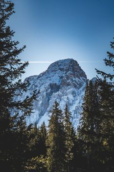 Snowy mountain peak framed by evergreen trees under a clear blue sky.