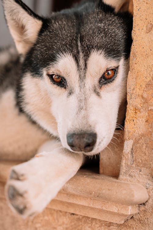 Δωρεάν στοκ φωτογραφιών με husky, ζώο, κάσωμα πόρτας