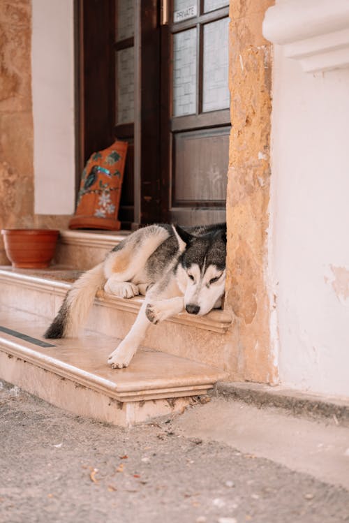 Dog Lying on Stairs