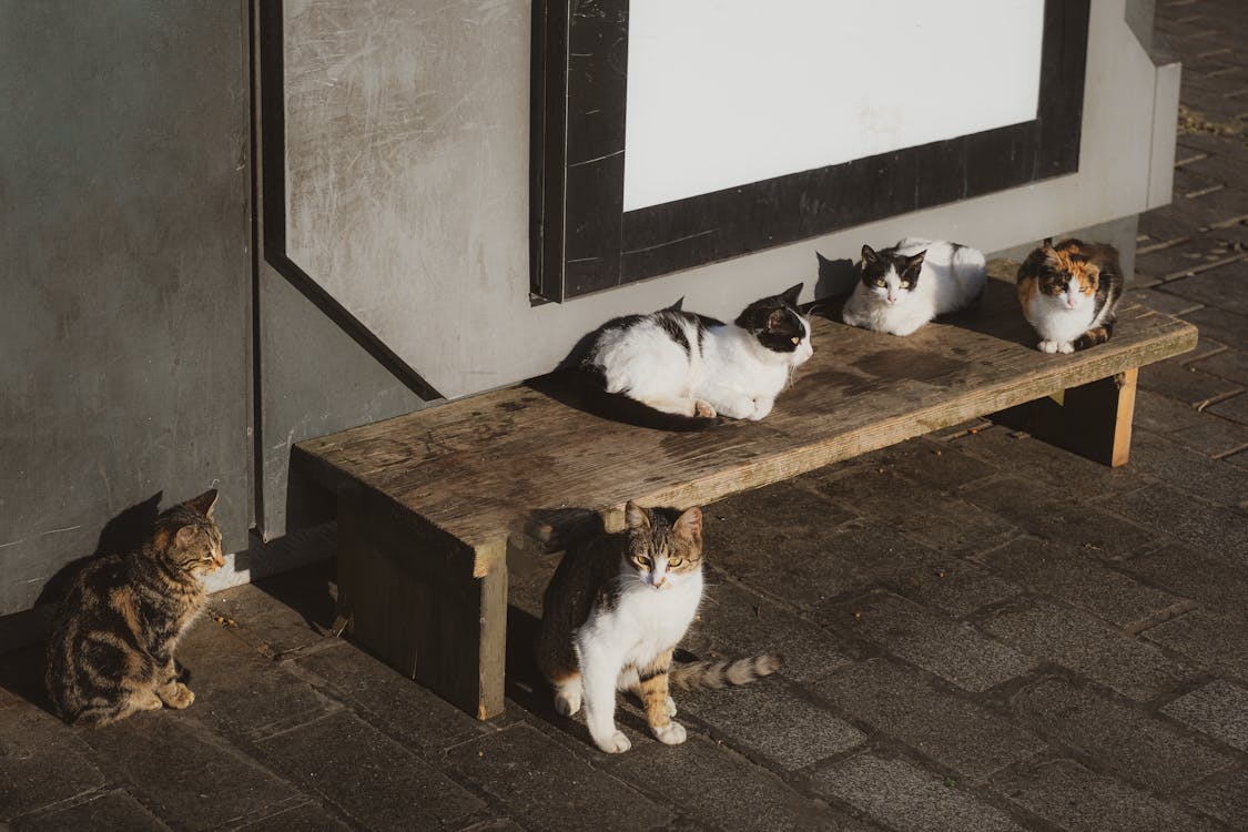 Cats on Wooden Bench on a Street