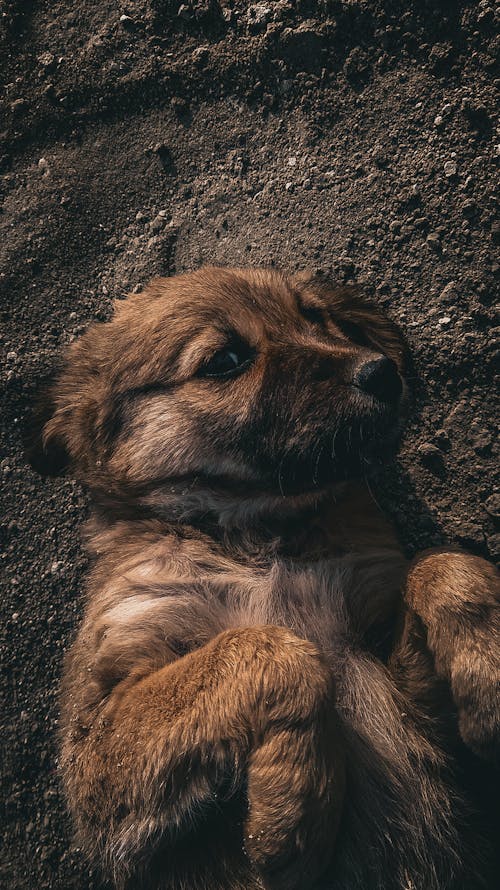 Portrait of Dog Lying Down