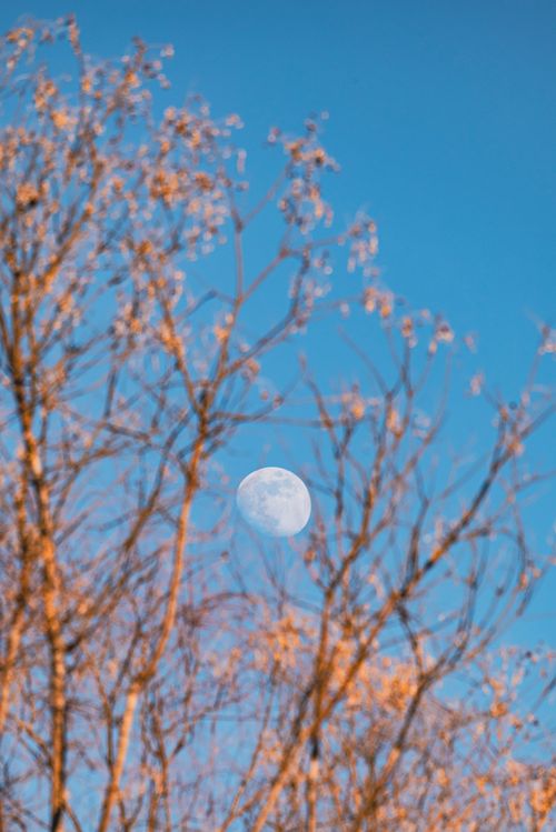 Free A serene view of the moon through tree branches under a clear blue sky. Stock Photo