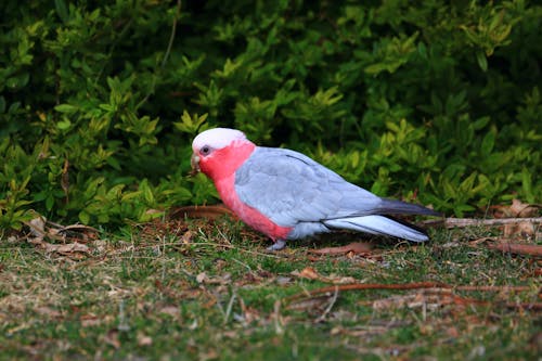 Galah Bird on Ground