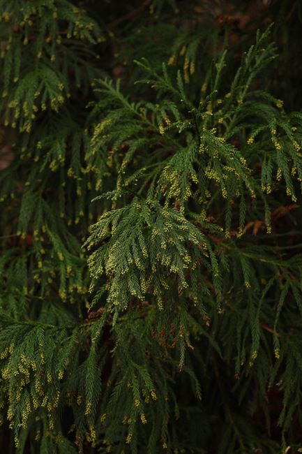 Close-up photo of vibrant green conifer branches showcasing delicate needles.