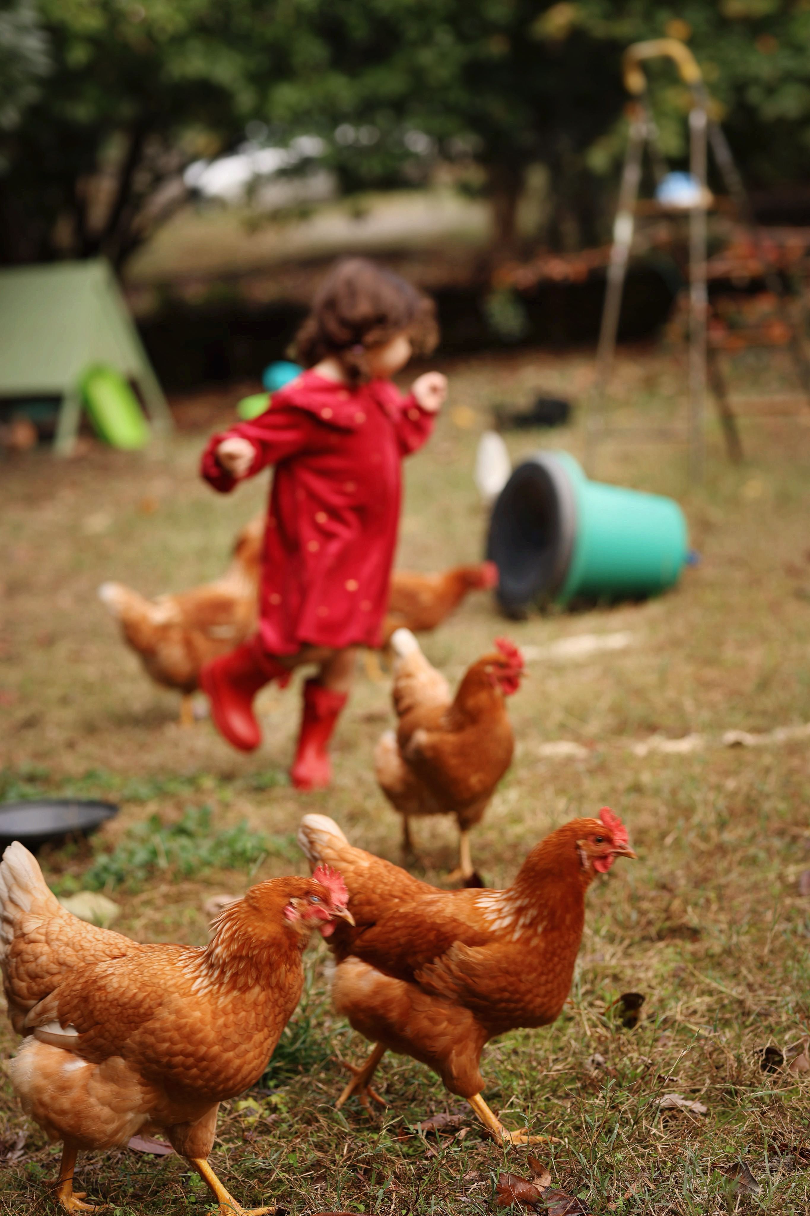 Gallinas Y Niño Corriendo Detrás · Foto de stock gratuita