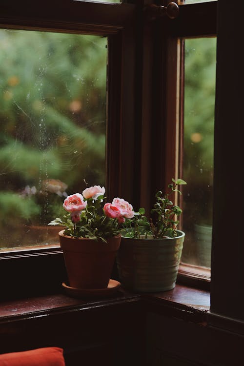 Foto profissional grátis de canto, flores, janelas