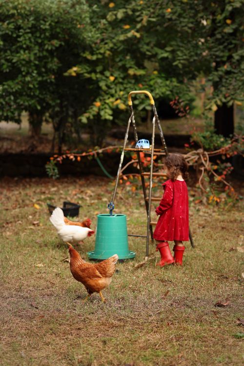 Free A young girl in red among hens and a ladder in a rural outdoor setting. Stock Photo