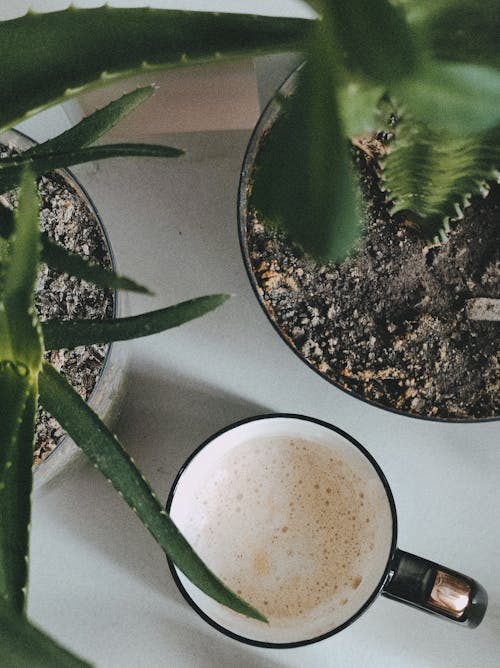 Coffee Cup between Plants
