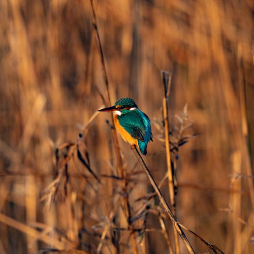 Small Kingfisher Bird