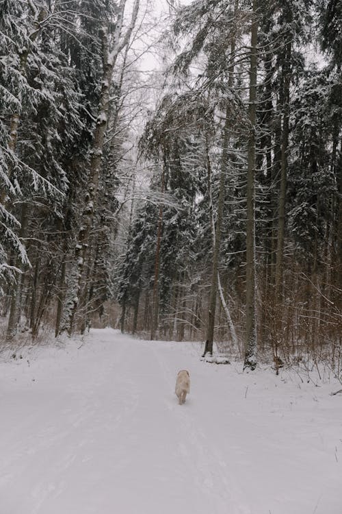 Dog in Forest in Winter