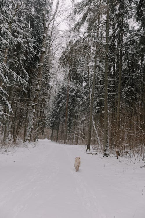 Základová fotografie zdarma na téma bílá, domácí mazlíček, les