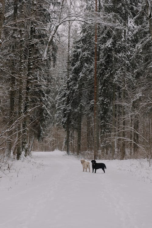 Two dogs walking in the snow in a forest