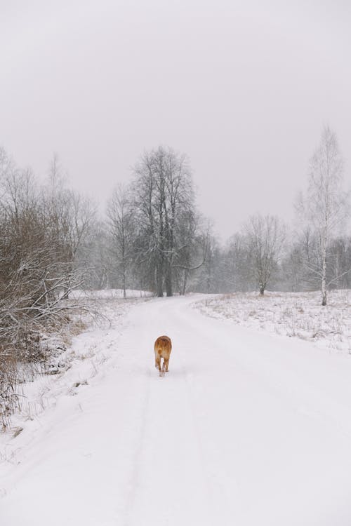 Dog on Dirt Road in Snow