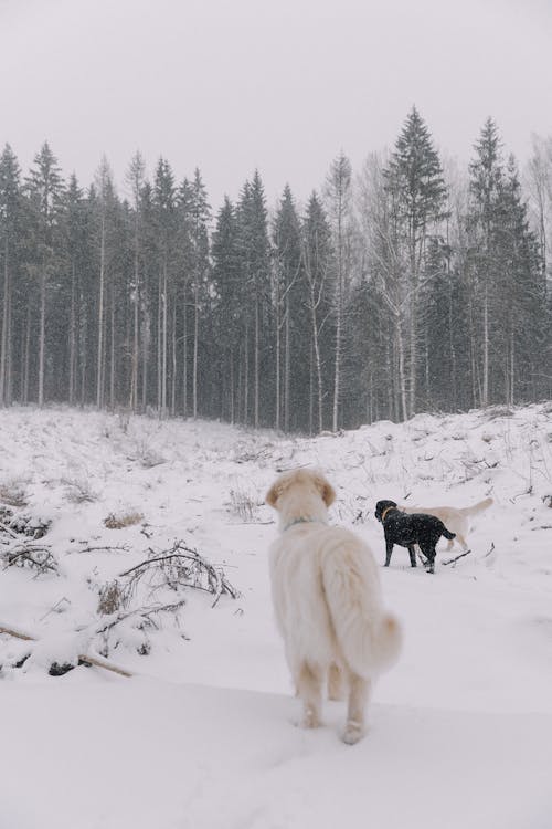 Photos gratuites de animaux de compagnie, blanc, chiens