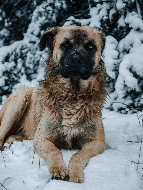 Dog Lying Down in Snow