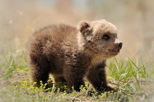 Free Bear Cub on Grass Stock Photo