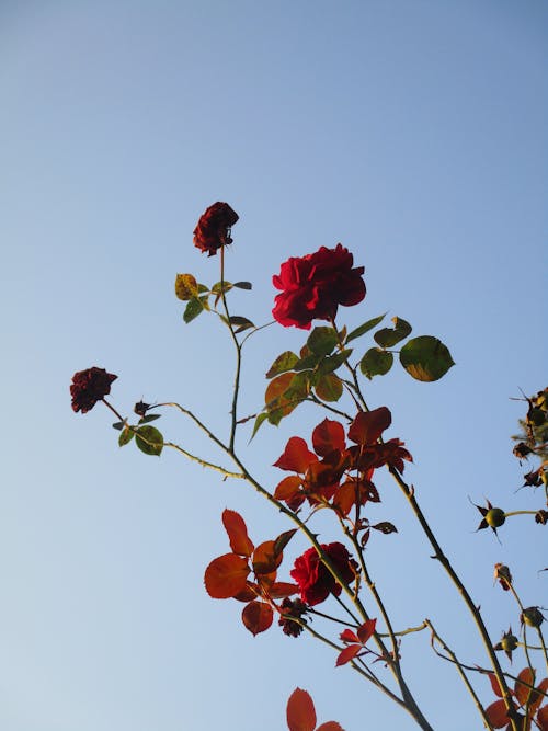 Red Roses Against the Sky