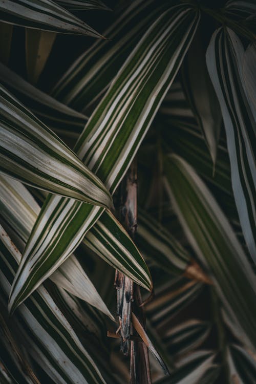 Long Striped Leaves