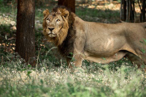 Lion in the Zoo Enclosure