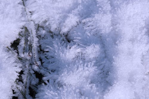 Imagine de stoc gratuită din alb, congelat, conifer