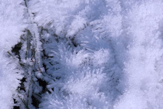 Detailed shot of frosted branches covered with snowflakes in winter season.