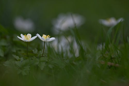 White Wildflowers with Yellow Stamens