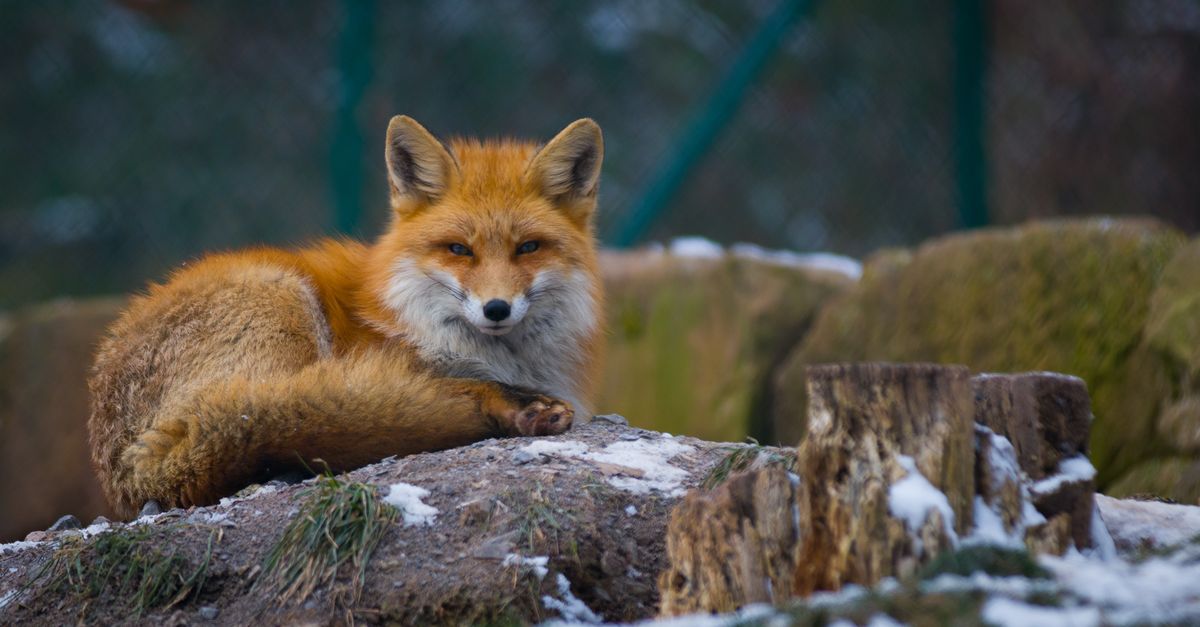 A serene red fox lying on a snowy log in a German forest. Perfect for wildlife photography enthusiasts.