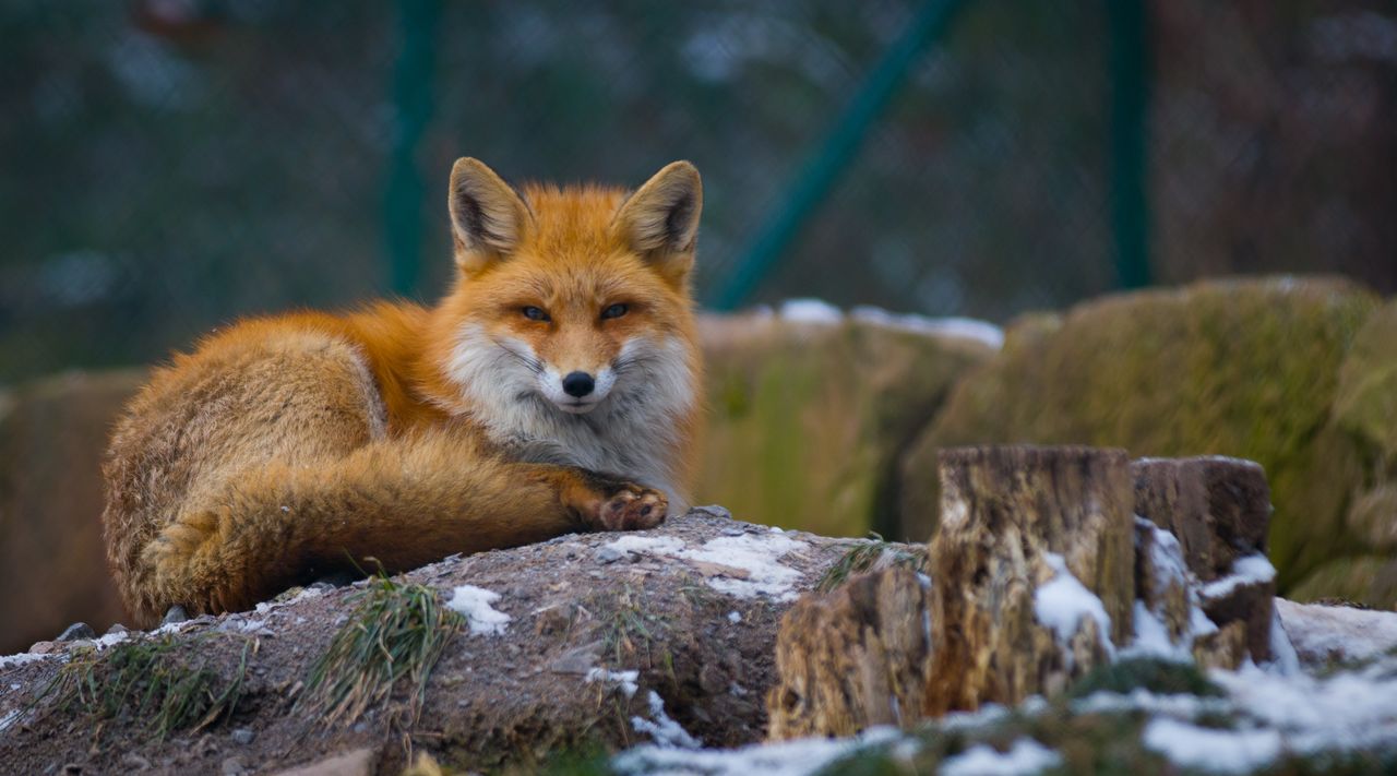 a serene red fox lying on a snowy log in a german forest perfect for w