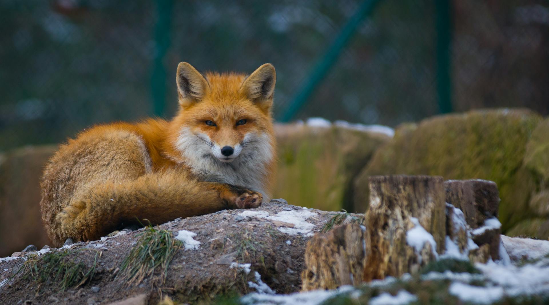 Le renard se couche sur le sol froid en hiver