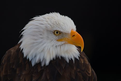 Бесплатное стоковое фото с Белоголовый орлан, голова, дикий