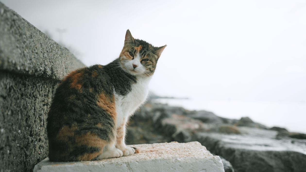 Calico Cat on Stone by Sea · Free Stock Photo