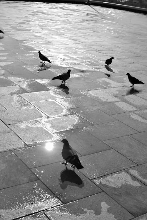 Black and White Photography of Pigeons in a Town Square 