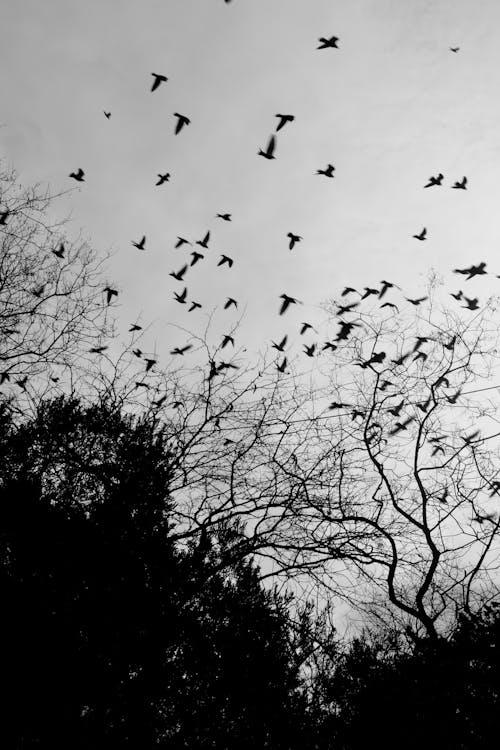 Silhouette of Birds Flying over Leafless Trees