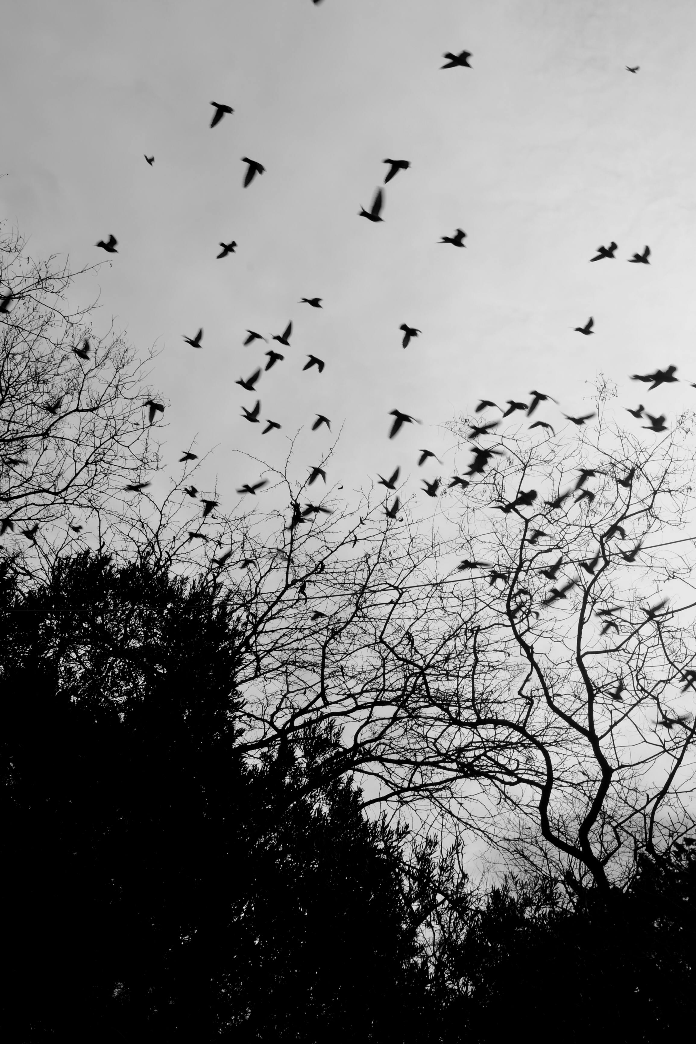 Black and white photo of birds flying in the sky · Free Stock Photo