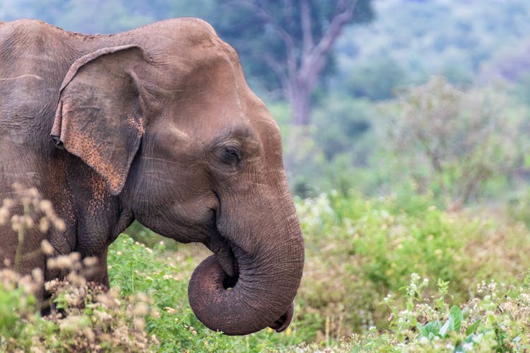 Sri Lankan Elephant On A Field