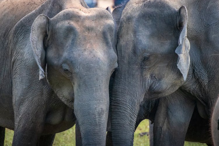 Two Adult Elephants