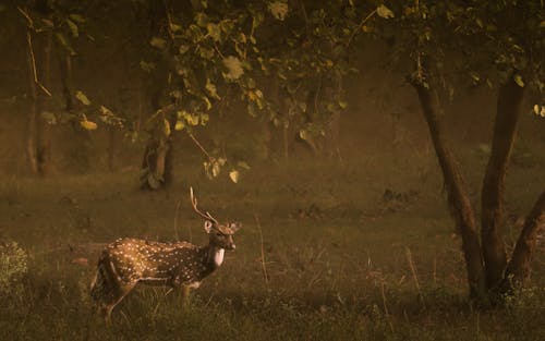 Spotted Dear with Antlers on Meadow